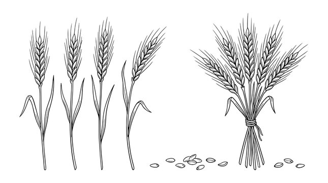 Wheat stalks and grain seeds sketch with clean line art for agricultural posters, vintage menus, and farm-themed designs