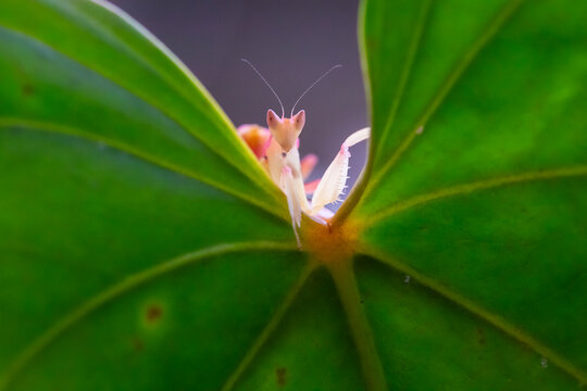 Beautiful Orchid Mantis from Borneo Island