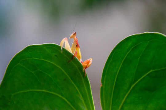 Beautiful Orchid Mantis from Borneo Island