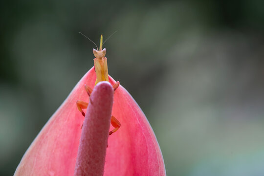 Beautiful Orchid Mantis from Borneo Island