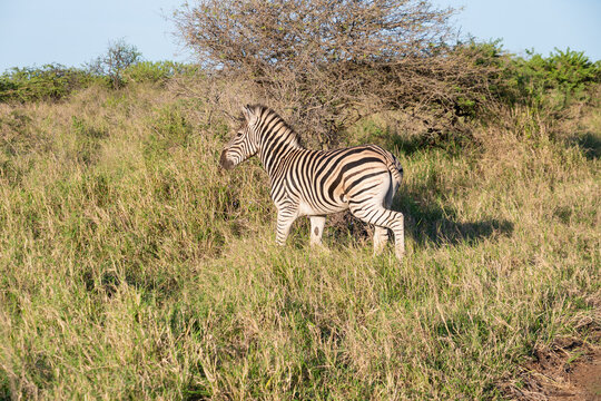 Z&egrave;bre d'Afrique du Sud dans un parc