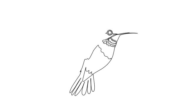 hummingbird on white background