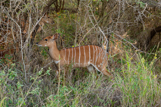 Antilope d'afrique du sud