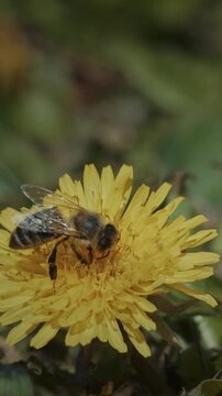 Honey Bee Apis mellifera moving between Dandelion Taraxacum flowers