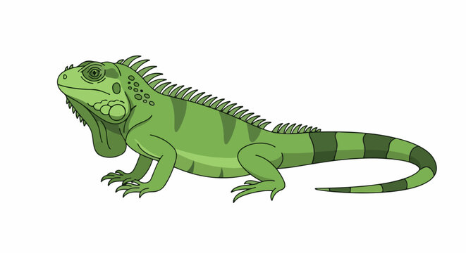 A green iguana with a spiny back, barred tail, and dewlap