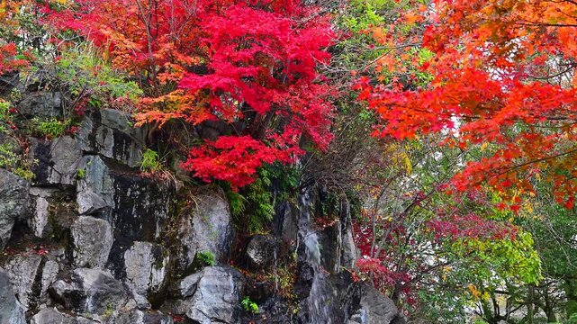 真っ赤な紅葉と滝のある池