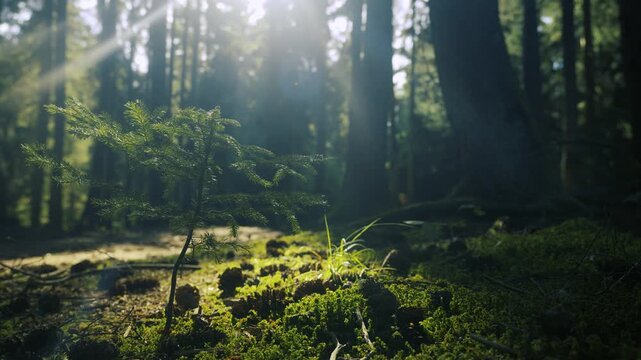 Forest Rebirth And Environmental Hope Sun Rays Illuminating Young Tree Sapling Growing On Mossy Ground In Lush Woodland Nature Growth Ecology