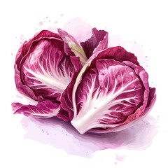 Obraz premium Radicchio watercolor painting, semi-realistic fantasy illustration, gentle magical details, isolated on white