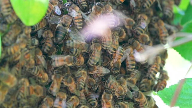 Swarm of Honey Bees 4K Macro Video: Close-Up of Wild Bee Colony in UK Tree