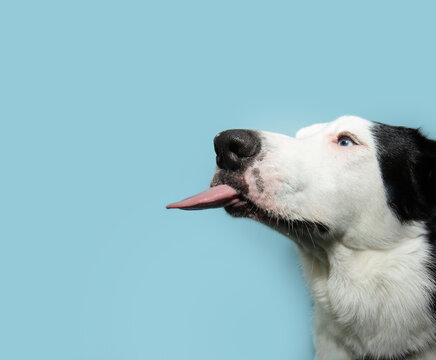 Portrait puppy dog eating and looking away and licking its lips with tongue. Isolated on blue pastel backgorund on summer or spring season