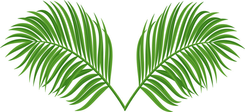 Exotic Green Palm Branches Vector Illustration with Symmetrical Tropical Leaves for Summer Vacation Branding, Botanical Wedding Invitations, Nature Decor, and Elegant Floral Logo Designs