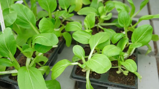 Bok choy, pak choi type of Chinese cabbage seedlings growth. Cultivated leaf vegetable used as food. Greens vibrant leaves in black trays. Growing in urban sustainable farming. Eco gardening ventures.