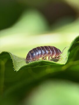 Extreme macro close-up showcasing the detailed exoskeleton of a roly-poly bug on a leaf.