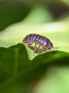 Roly-poly pill bug crawling on the textured surface of a fresh green leaf.