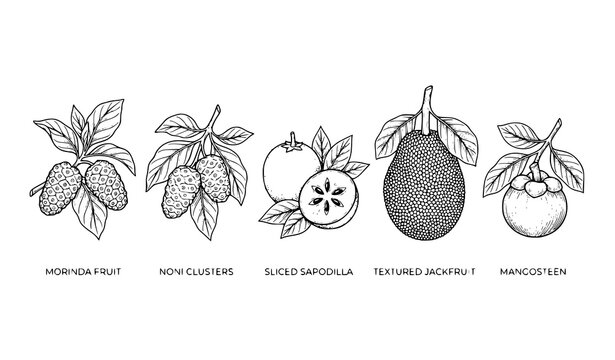 Hand drawn tropical fruit vector illustration set with morinda noni and mangosteen
