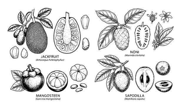 Botanical tropical fruit sketch vector collection with jackfruit mangosteen and noni