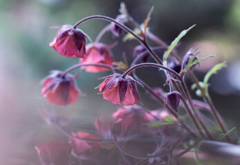 Kwiaty kuklika w ogrodzie, pomarańczowy kuklik zwisły (Geum) zbliżenie, tło z efektem bokeh.  © mycatherina