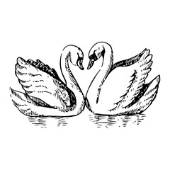 Two Swans © laevast