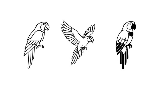 Illustrated parrots in various dynamic and static poses.