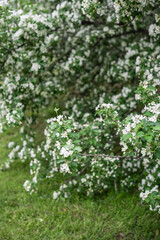 Fototapeta premium Closeup of blossoming apple tree Malus baccata mandshurica. Spring time, flowering season in nature. 