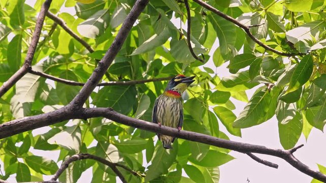 Coppersmith Barbet Psilopogon haemacephalus perched on tree branch looking up, tropical bird in natural habitat with lush green leaves, wildlife documentary nature background. Slow motion.