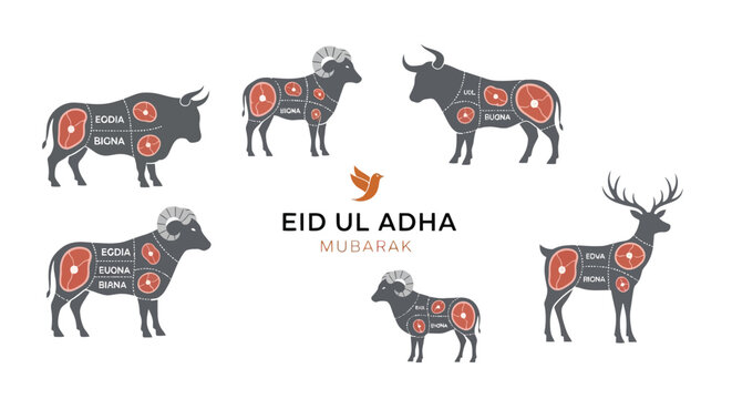 Eid Ul Adha Mubarak greeting vector, sacrificial animal silhouettes with meat cut diagrams, Qurbani cow sheep goat and camel butcher charts