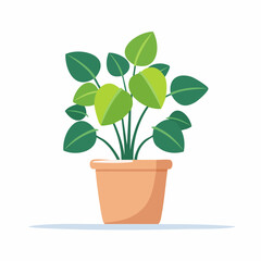 Fototapeta premium Kleine Peperomia Pflanze als Vektor