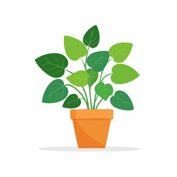 Kleine Peperomia Pflanze als Vektor