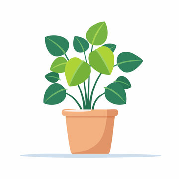 Kleine Peperomia Pflanze als Vektor
