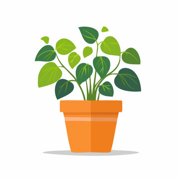 Kleine Peperomia Pflanze als Vektor