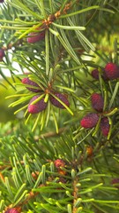Fototapeta premium Close-up of evergreen tree branches with green needles and purple cones. The scene captures the natural beauty of coniferous plants in a forest setting.