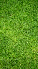 Fototapeta premium Close-up view of lush green grass with a vibrant texture. The grass is healthy and well-maintained, showcasing a rich green color.