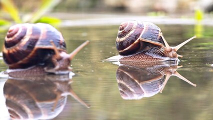 Two brown garden snails crawl on a reflective surface near green foliage. The scene captures their slow movement and natural habitat. © Sergey