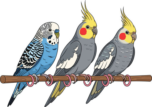 Beautiful Pet Bird Vector Illustration Featuring Blue Budgerigar and Grey Cockatiels Perched on a Wooden Branch for Avian Lovers and Veterinary Graphic Designs
