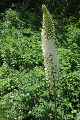 Fototapeta premium Stunning white flower blooms amid lush green background in summer