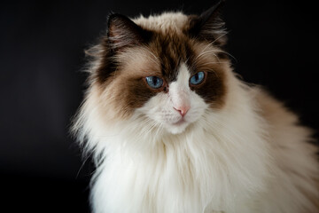 Fototapeta premium Cute domestic Ragdoll cat posing on black backdrop