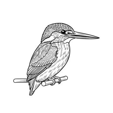 Clean kingfisher bird line art drawing back view on branch