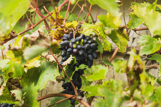 Grapes vineyard Philipp, fruit vine agriculture harvest wine nature organic farming