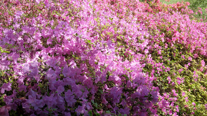 Obraz premium Vibrant azaleas bloom in a sunny garden, welcoming springtime beauty
