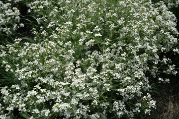 Fototapeta premium Delicate white flowers blooming in a sunlit garden during springtime
