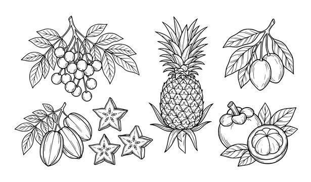 Botanical tropical fruit sketch vector collection with pineapple starfruit and mangosteen