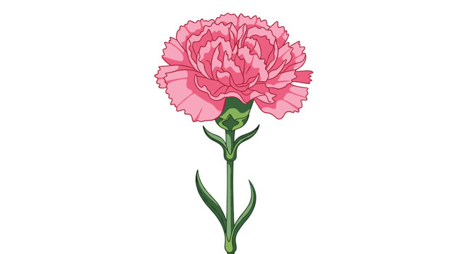 A beautiful pink carnation flower with green stem illustration perfect for spring floral design and botanical art.