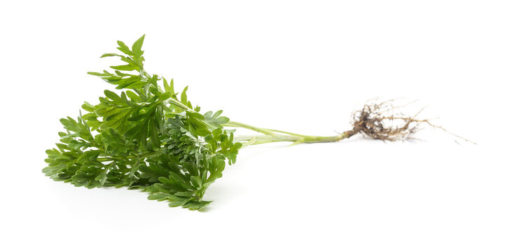 A fresh green wormwood plant with root.