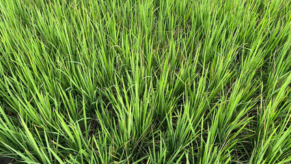 Fototapeta premium Close up of healthy green rice grass growing in agricultural field