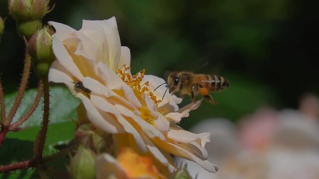 Bee, on Orange rose Flower. Honeybee pollen and Rose flower.