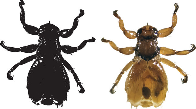 Black silhouette and color vector of a deer ked (louse fly), Lipoptena species without wings. 