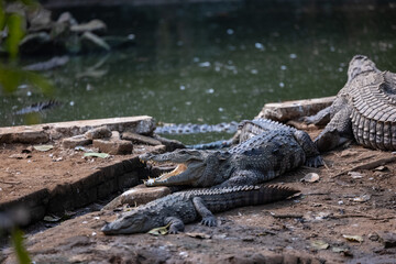 Fototapeta premium Crocodile (Crocodylidae) near water body at forest.