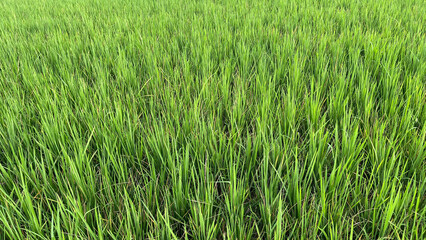 Obraz premium Full frame texture of lush green rice plants in the field