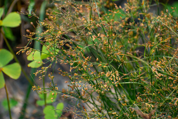 Scirpus pendulus is a species of flowering plant in the sedge family known by the common names pendulous bulrush, rufous bulrush, and nodding bulrush. © Sandipan Panja