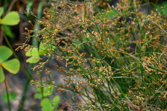 Scirpus pendulus is a species of flowering plant in the sedge family known by the common names pendulous bulrush, rufous bulrush, and nodding bulrush.